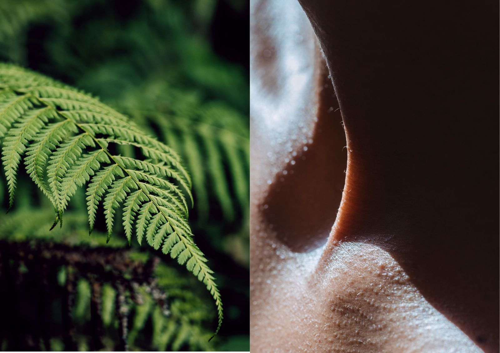 A four-panel study of cream, skin, bark, and swirl — landscape and body in dialogue