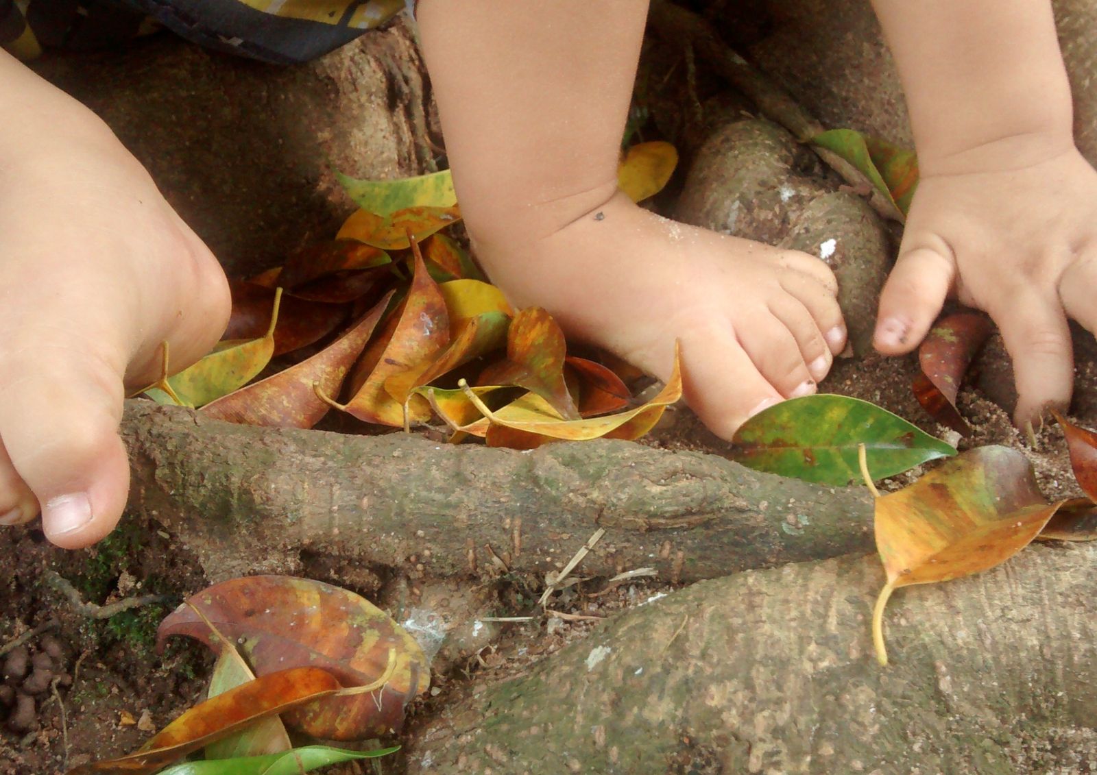 Small hands and bare feet among fallen leaves and tree roots
