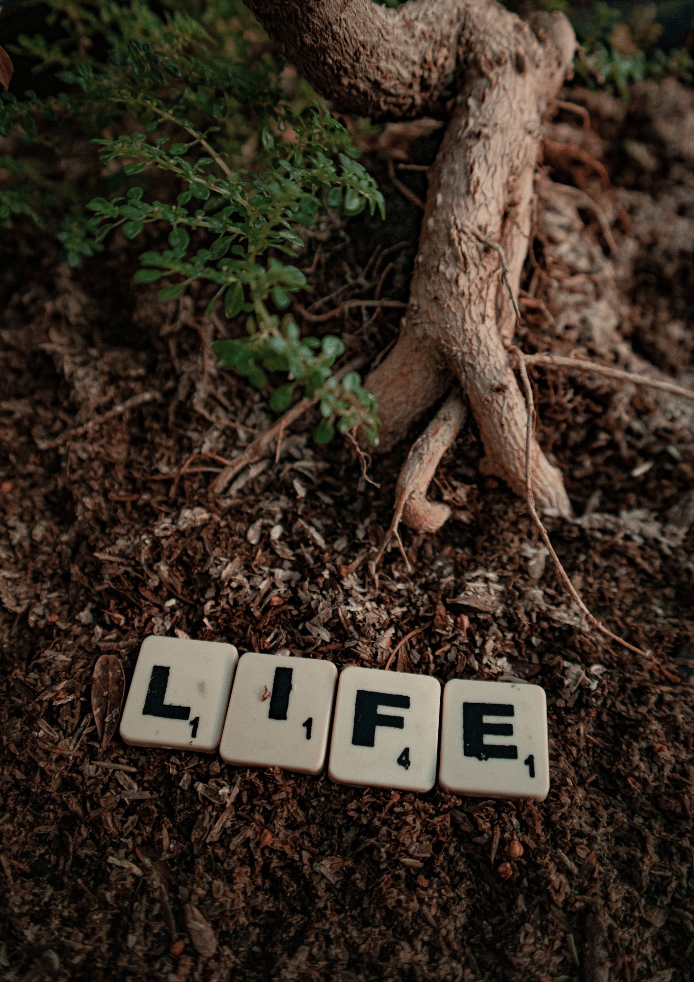 On the lost words — keeping a wild vocabulary alive